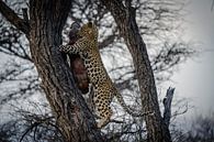 Young leopard after successful hunt Namibia, Africa by Patrick Groß thumbnail