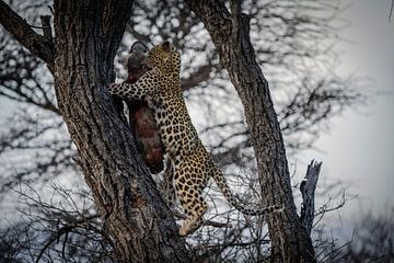 Jonge luipaard na succesvolle jacht Namibië, Afrika van Patrick Groß