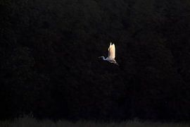 Beautiful Great White Egret in the evening light