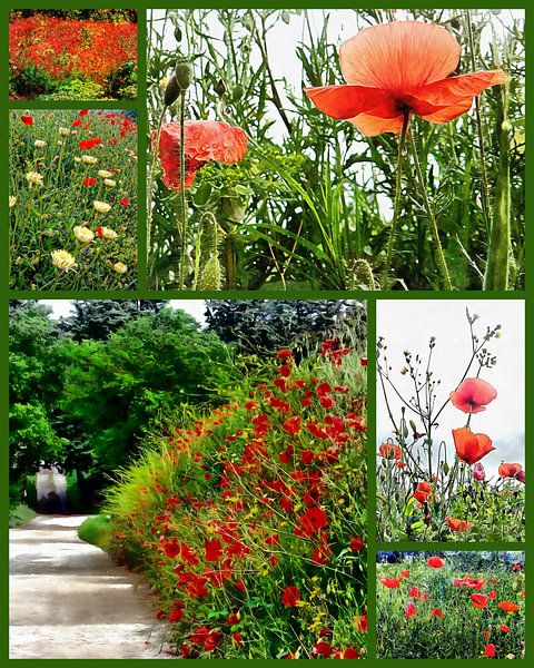 Umbrian Red Poppy Collage by Dorothy Berry-Lound