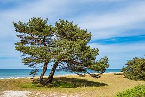 Trees on the Baltic Sea coast van Rico Ködder