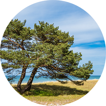 Trees on the Baltic Sea coast van Rico Ködder