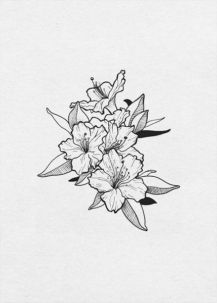 Azalea by Suelio