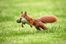 Écureuil sautant avec deux châtaignes dans la bouche. sur Frans Lemmens