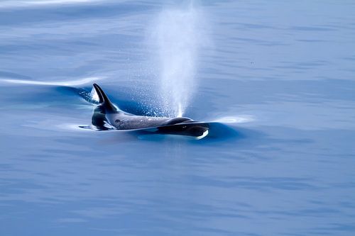 Killer whale - Orca