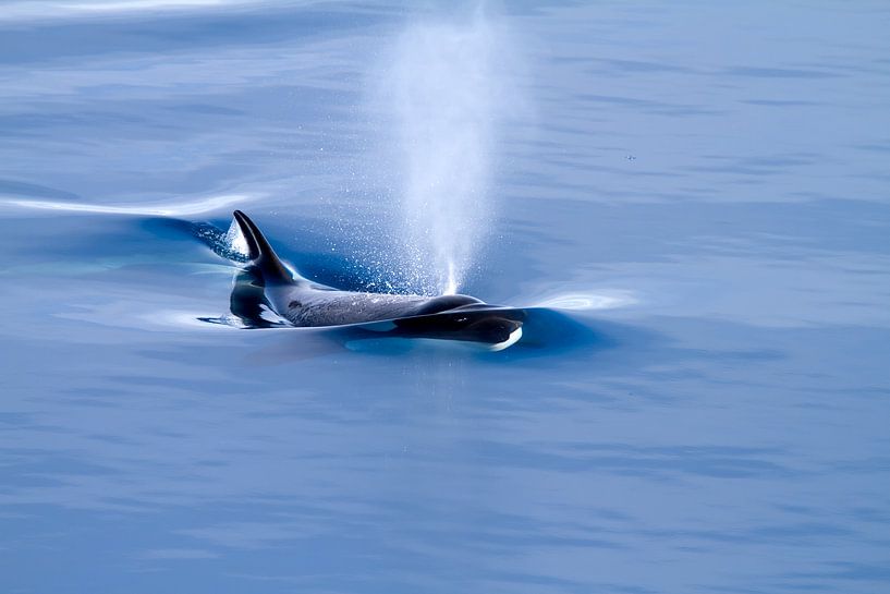 Killer whale - Orca by Angelika Stern