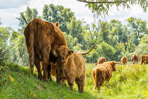 Schotse hooglanders met kalfje