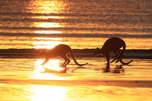 kangoeroe op strand bij zonsopgang, mackay, noord queenland, australië