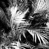 wild palm tree von Dorit Fuhg