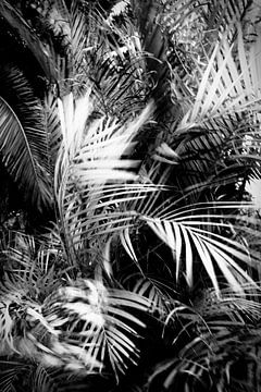 wild palm tree van Dorit Fuhg