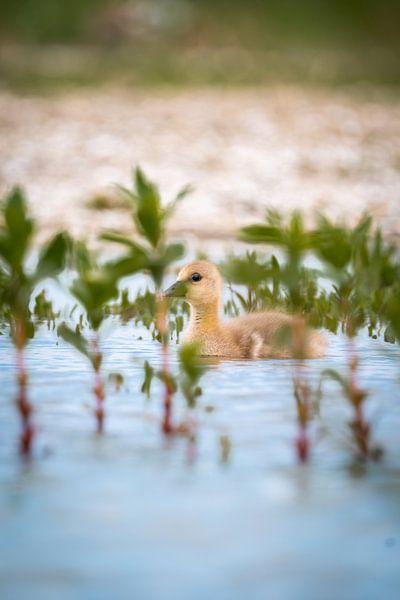 Oie cendrée juvénile nageant dans l'eau par Wouter Kuin