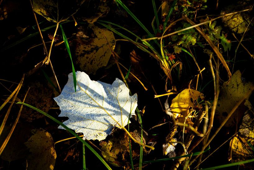 Leaf of the white poplar by FotoGraaGHanneke