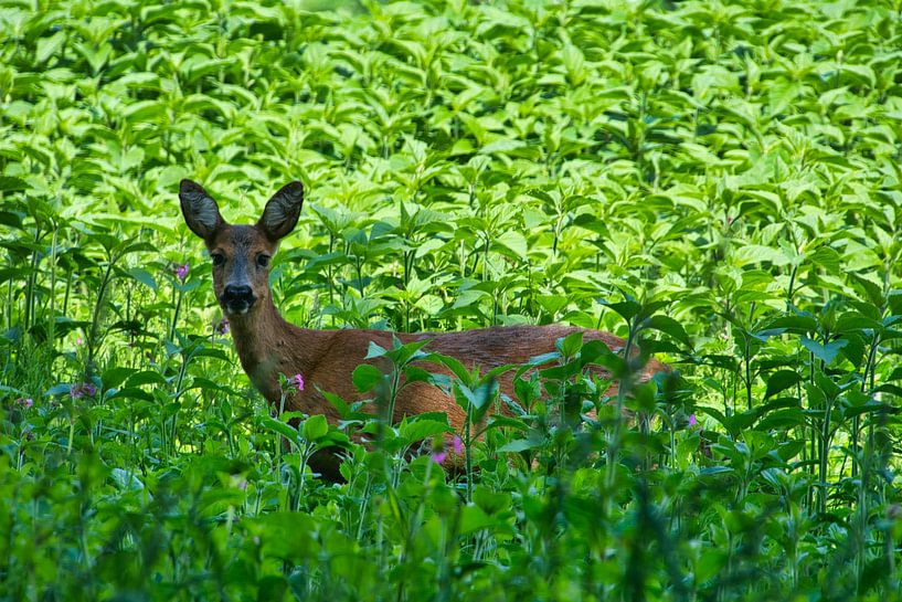 Rencontre avec un chevreuil par Edgar Schermaul