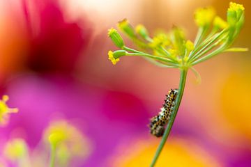 Swallowtail Caterpillar by elma maaskant