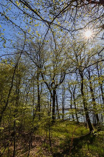 Rad- Wanderweg  entlang am Naturstrand in der Goor