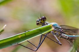 Waterjuffer von Stefan Wapstra
