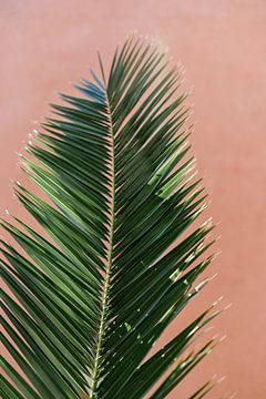 Tropisches Palmenblatt vor korallenfarbener Wand | Spanien | Botanische Ansicht von Mirjam Broekhof