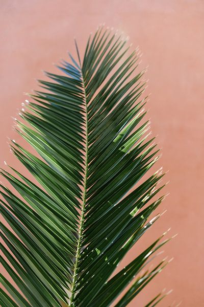 Feuille de palmier tropical contre un mur de couleur corail | Espagne | Vue botanique par Mirjam Broekhof