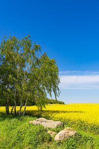 Rapsfeld mit Bäumen und blauen Himmel bei Parkentin
