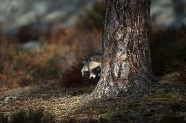 Marderhund ( Nyctereutes procyonoides ) im Herbst, steht versteckt hinter einem Baum und schaut, inv sur wunderbare Erde