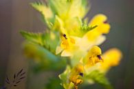 Gele bloem van Dennis Claessens thumbnail