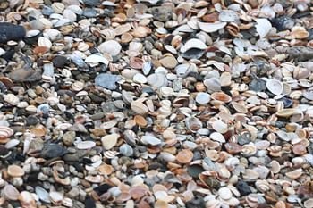Treasures of the Sea – Colourful Shell Carpet