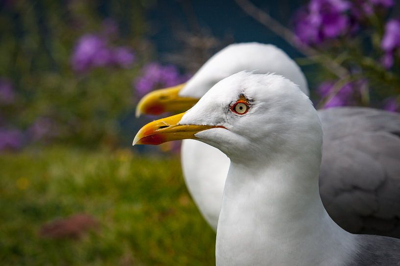 Meeuw op de uitkijk von Jeannette Fotografie