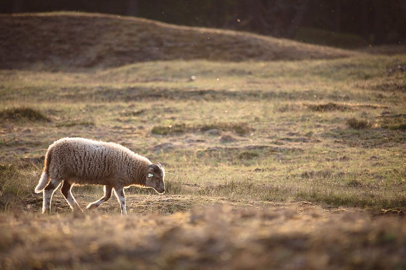 Un mouton solitaire marchant dans la prairie par Steven Marinus