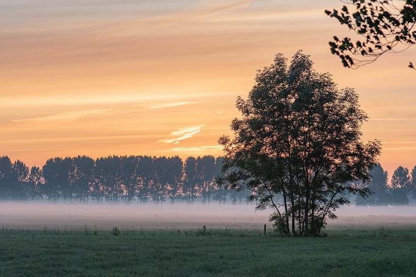 orange white and green by Tania Perneel