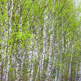 Berkenbos panorama van Thomas Jäger