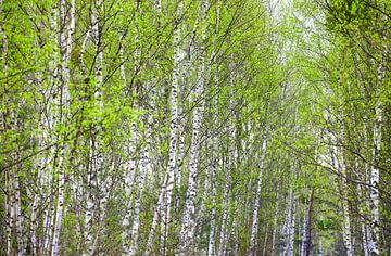 Birkenwaldpanorama