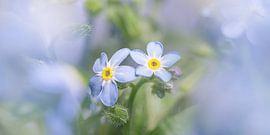 Une simple marguerite sur Marjolijn van den Berg