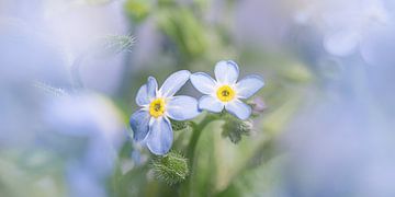 Frühling: Sehen Sie die Blumen durch! von Marjolijn van den Berg