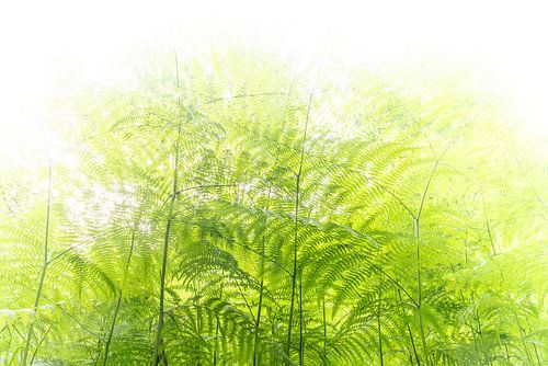 In the green fern by Denis Feiner