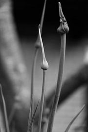 Blick I monochrom von Monique D. van de Wal