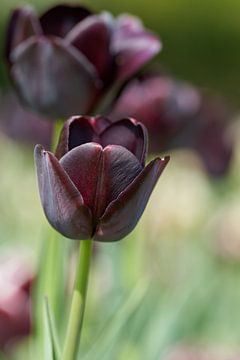 Donkere tulpen tijdens de bloei in de lente in een park
