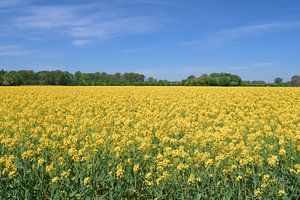 Champ de colza dans le parc paysager du Monheimer Rheinbogen, Monheim-am-Rhein, Rhénanie-du-Nord-Westphalie, Allemagne
