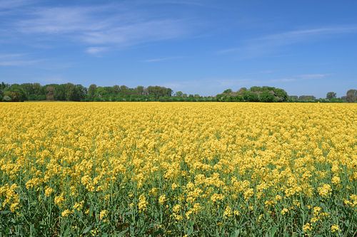 Koolzaadveld in het landschapspark Monheimer Rheinbogen, Monheim am Rhein, Noordrijn-Westfalen, Duitsland
