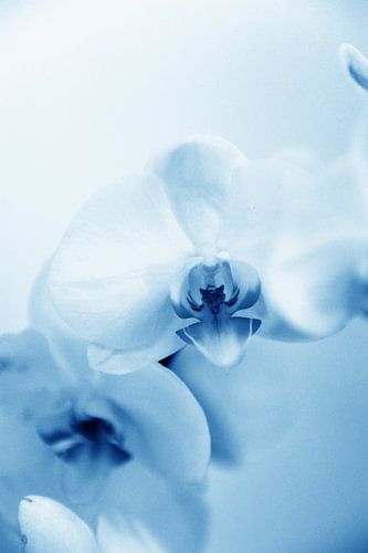 orchidee - 05
