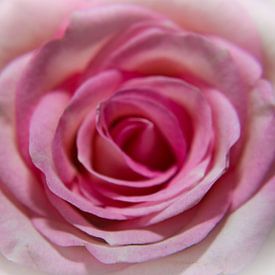 Lovely rose van Moniek Van der zwan