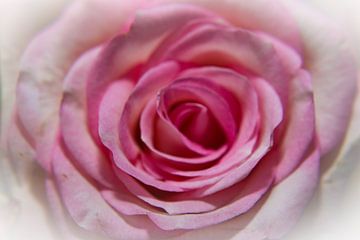 Lovely rose van Moniek Van der zwan