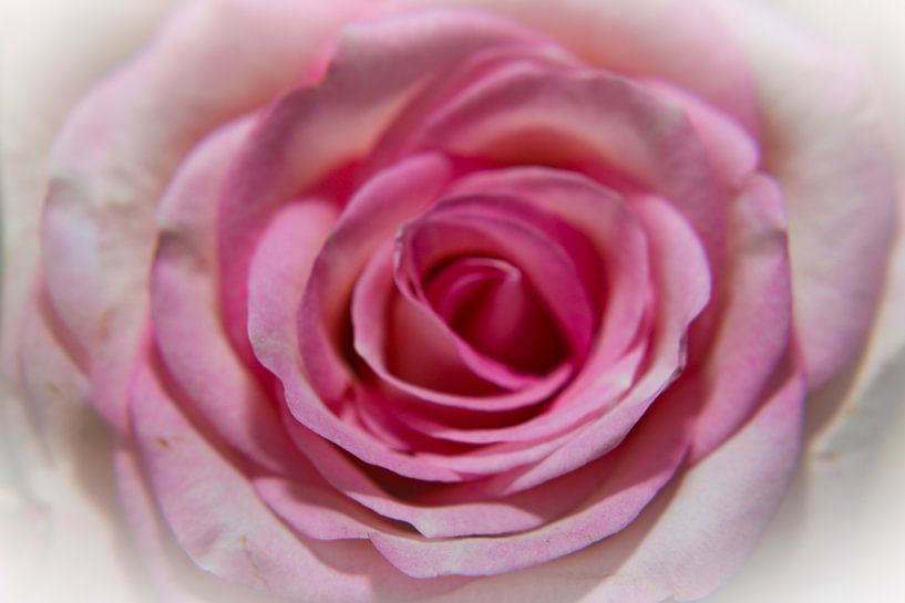 Lovely rose by Moniek Van der zwan