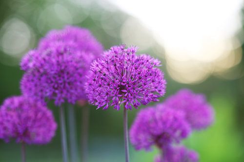 Flower in the beautiful evening light