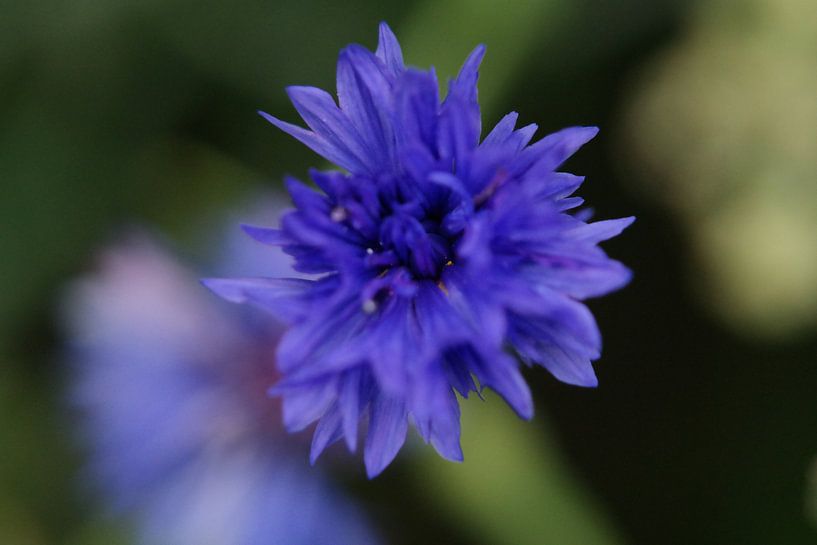 korenbloem von NanKee Fotografie 