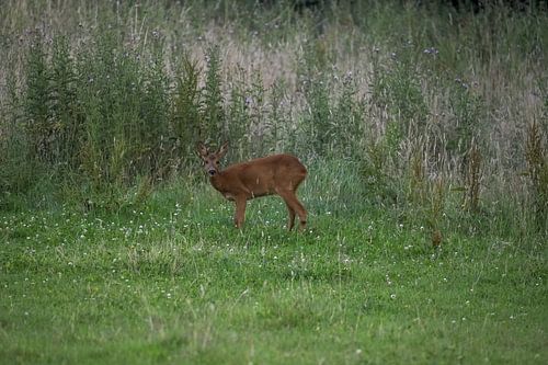 Cerf