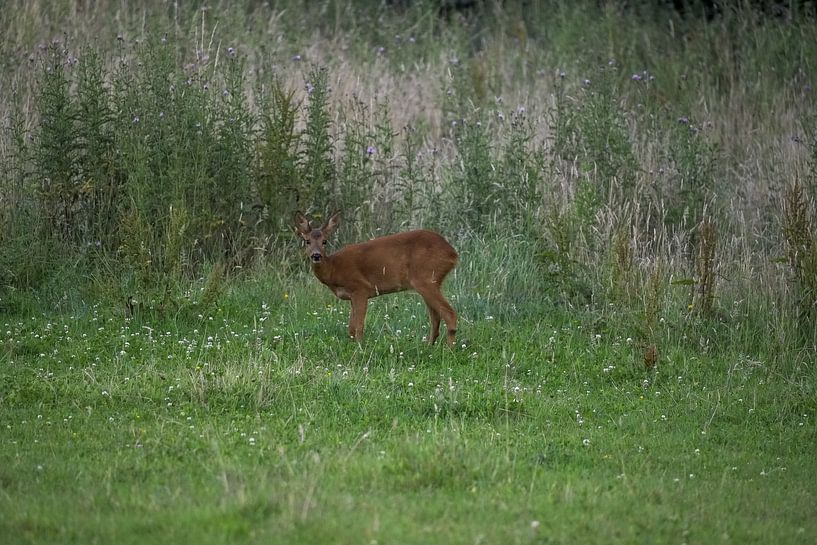 Reeën van Maaike Krimpenfort
