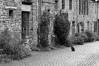 Straatkat in Gacilly / Bretagne