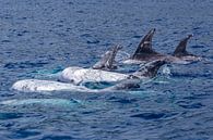 Grijze dolfijnen (Risso's dolphin) van Easycopters thumbnail