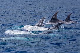 Grijze dolfijnen (Risso's dolphin) by Easycopters