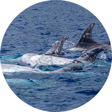 Grijze dolfijnen (Risso's dolphin) van Easycopters